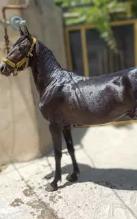 اسب اصیل