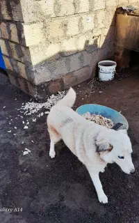هاسکی.