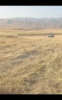 گندم و جو دیم