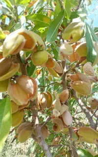 فروش انواع بادام و گردو بصورت عمده و جزئی