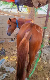 اسب