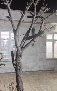 درخت برای تزئین