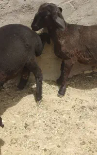 بره نر همو زیگوت