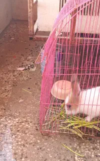 خرگوش