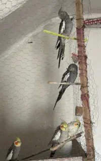 مرغ عشق عروس هلندی