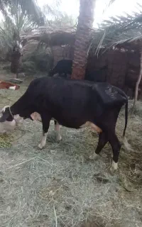 یک عددگاوسمینتال