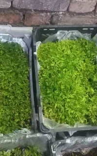 نشا گوجه کردی