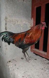 مرغ و خروس