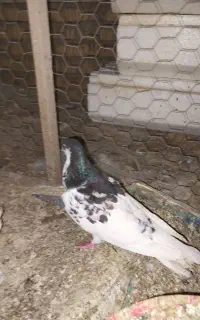 کفتر