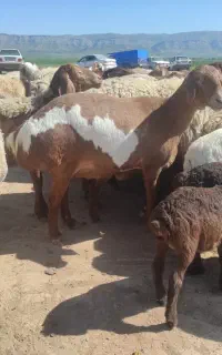 پشم زنی گوسفند