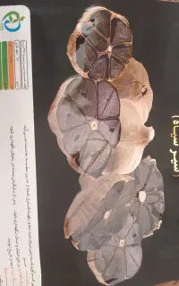 سیرسیاه فرآوری شده