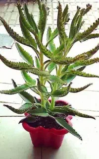 گل اشک تمساح