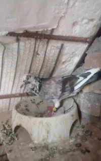 کشکیله هفت رنگ خوشکل نر