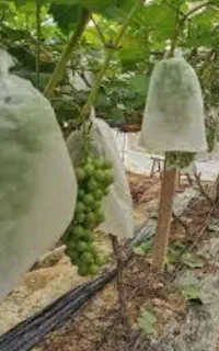 کیسه انگور کیسه محافظ خوشه انگور کیسه محافظ انگور