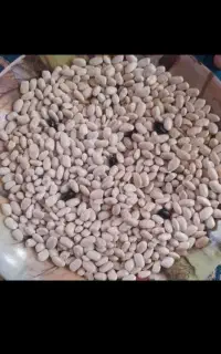 لوبیا سفید محلی مناسب برای کاشتن