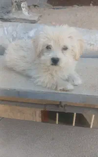 یک عدد سک پا کوتاه