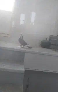 کفتر پا پر خوشکل