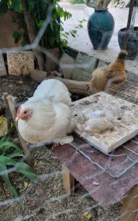 دو عدد مرغ کوشین خالص و دو جوجه