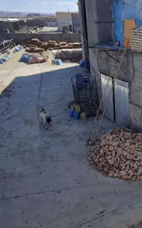 گاوداری شیری فعال فروش یا معاوضه