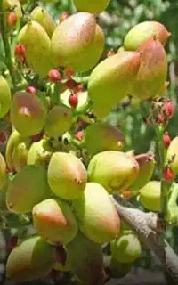 خدمات پسته