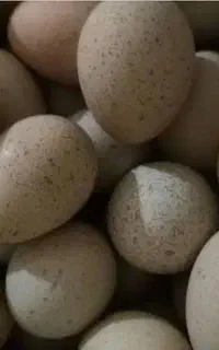 تخم بلدرچین خانگی