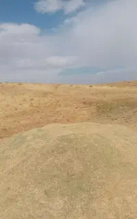 علف