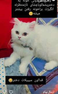 گربه پرشین گمشده