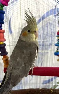 عروس هلندیم گم شده