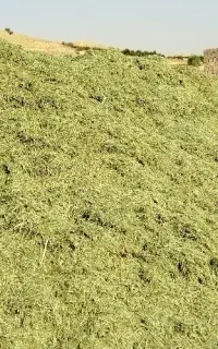 یونجه اعلا خرمن‌کوب شلیف گرفته