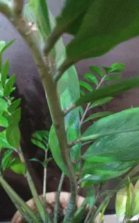 درخواست پرستاری در منزل