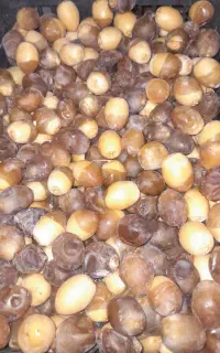رطب برهی عسلی