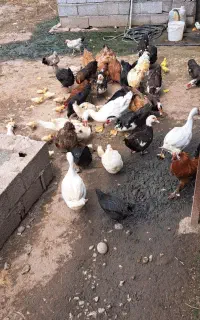 فروش کلی وتکی اردک اسرائیلی ومرغ محلی
