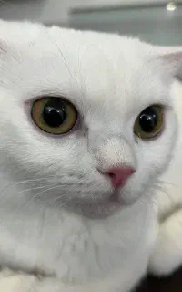گربه اسکاتیش آنکارا ماده