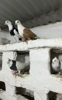 کلفه سرول ۱۰ ۱۲ تاست تکی هم میدم