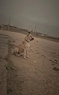 سگ شکاری/سرابی