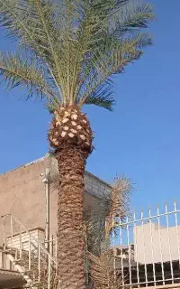 بریدن نخل قطع درخت کندن خرما سمپاشی تمیزکردن هرس