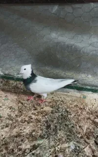 کبوتر طوقی نقابی