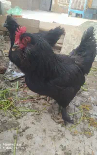 مرغ نژاد دار مرندی تخم گذار و خروس لهستانی