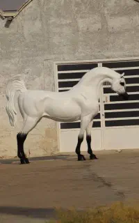 فروش اسب