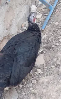 بوقلمون ماده سیاه