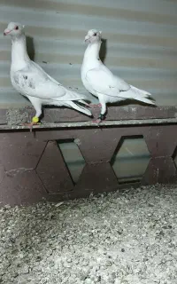 سارکاکلی