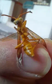 شماره تلفن فروشی ۰۹۱۳