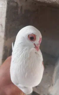 قرمز گوز مایا