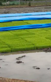 بانک نشا،لاهیجان ورودبنه،روستای کوشال،