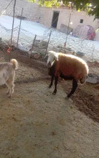 قوچ دو سال
