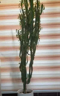 گل افوربیا