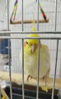 عروس هلندی