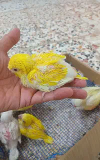 راهب سرلاکی