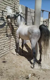 فروش اسب نریان کرد