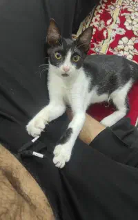 گربه